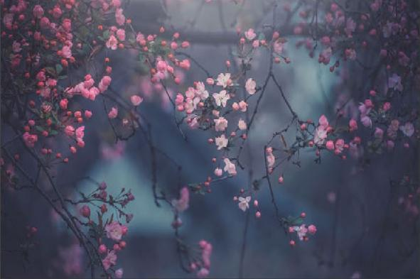Cherry Blossom Beauty
