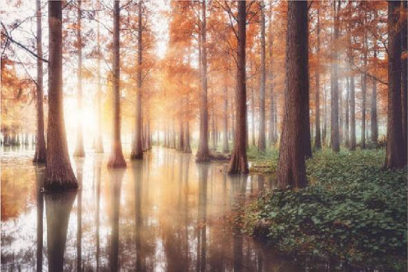 Forest Reflection